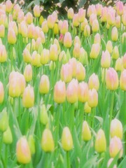 424EE49F-3C78-4BB1-95AA-7B441EDF3902/L0/001