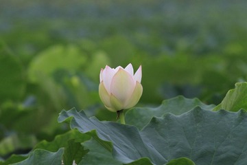 IMG_0944.JPG