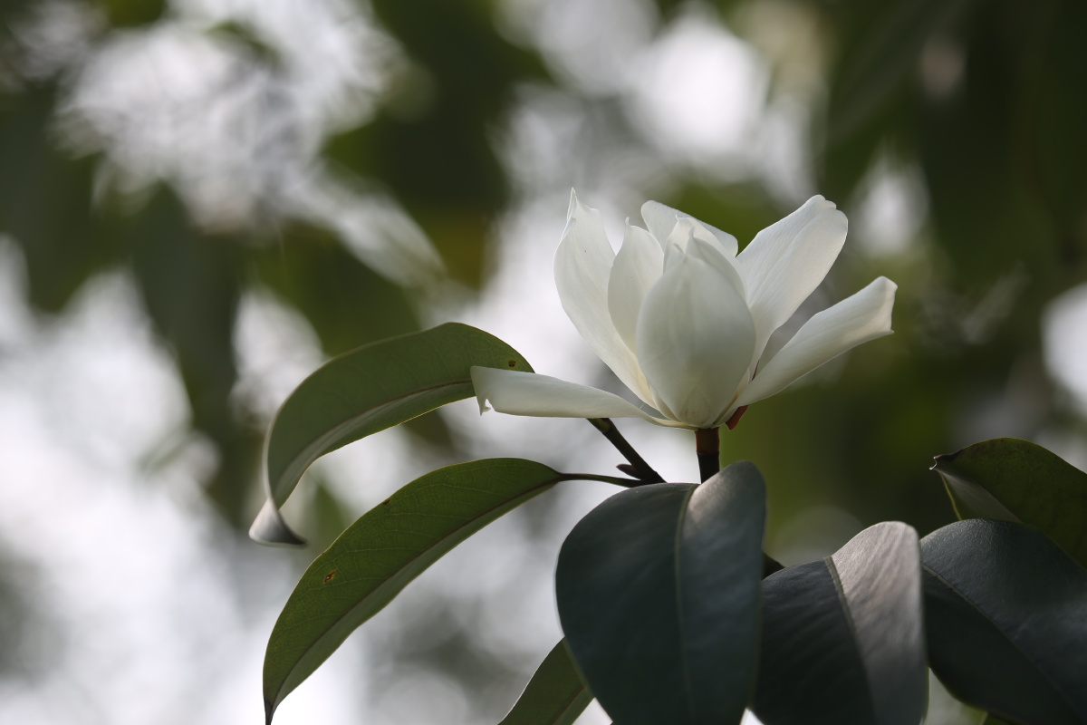 含笑花(阔瓣含笑)