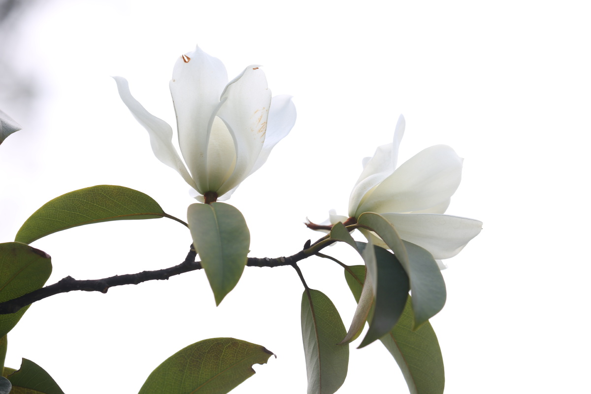 含笑花(阔瓣含笑)