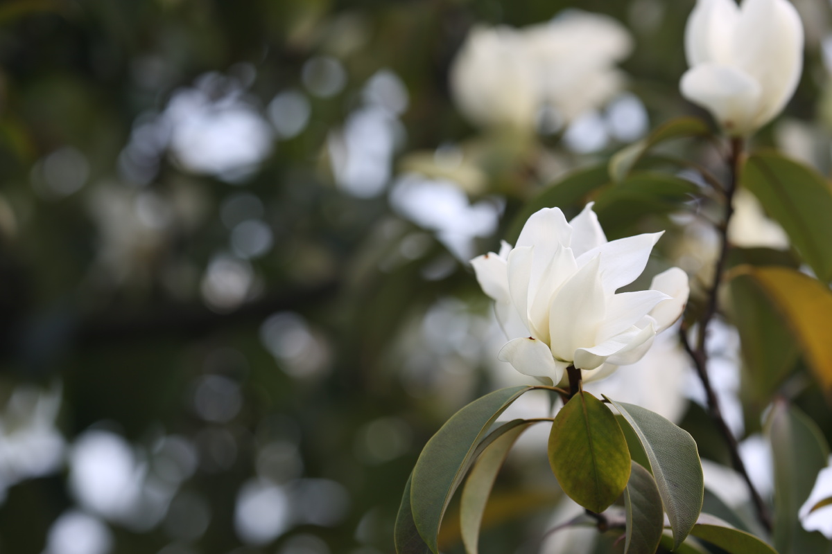 含笑花(阔瓣含笑)