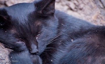 广济寺的黑猫