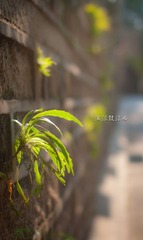 流浪鼓浪屿