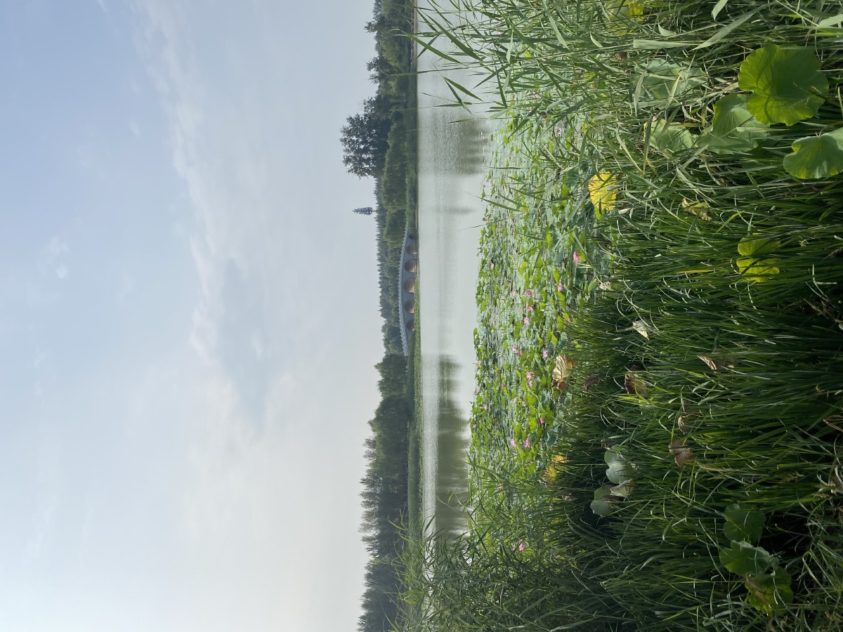 北京大兴区亦庄南海子公园荷花开了海棠红啦