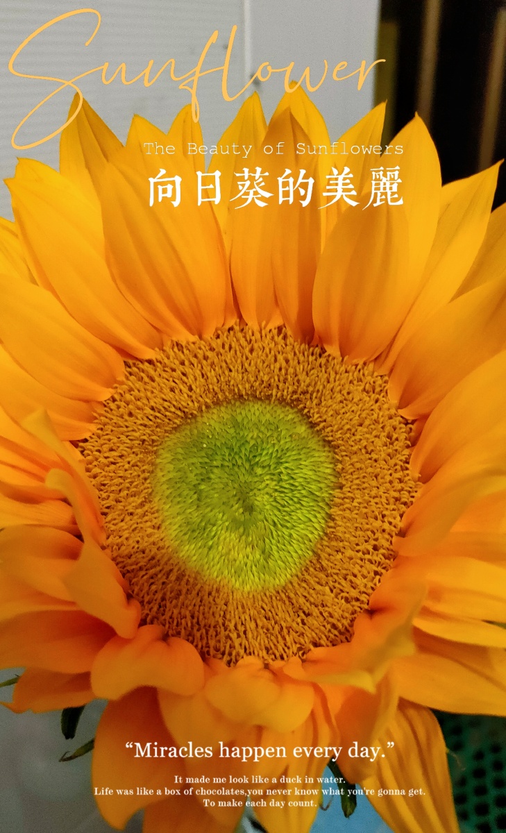 喜欢向日葵之"热爱生活"金黄色的花瓣,非常明亮,给人一种生机勃勃
