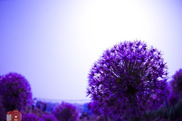 IMGP8614-1.jpg