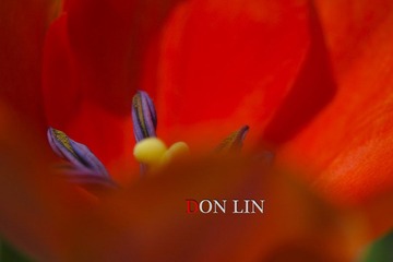 DSC_6970_s DON LIN