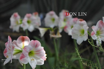 DSC_7003_s DON LIN