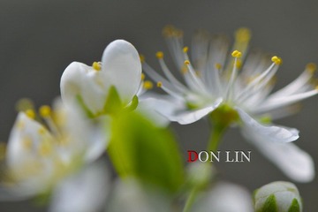 DSC_7063_s DON LIN