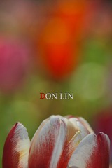 DSC_6315_s DON LIN