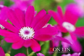 花。路边