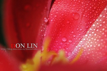 花。斑驳