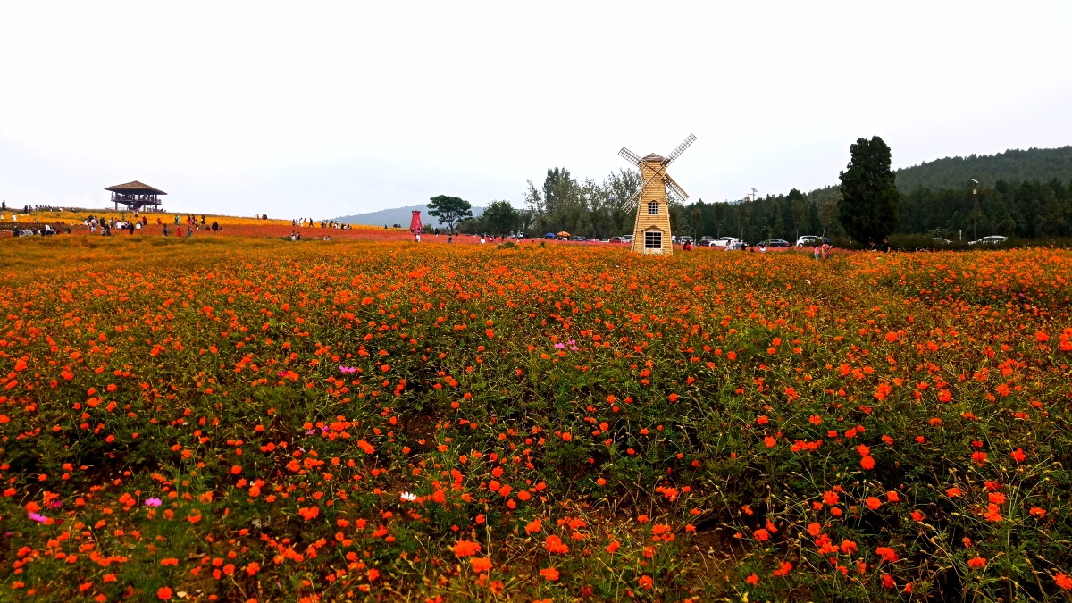 金秋十月打卡徐州吕梁花海