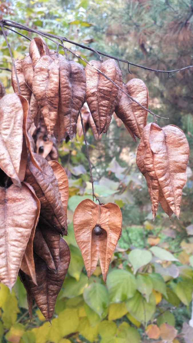 栾木子实咖啡色