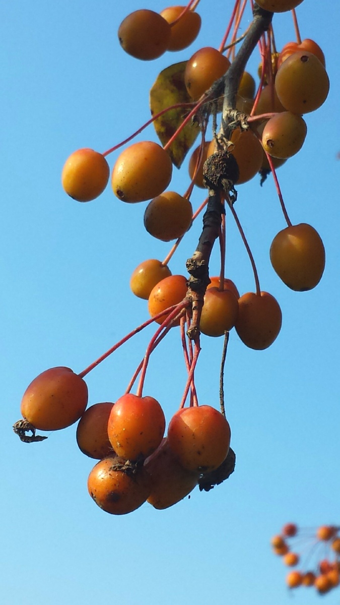 山楂海棠果