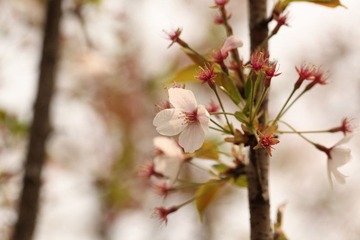 IMG_3250.JPG