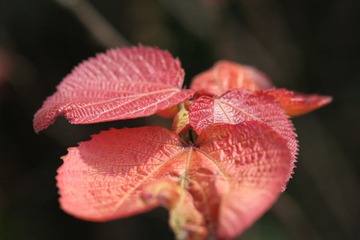IMG_3312.JPG