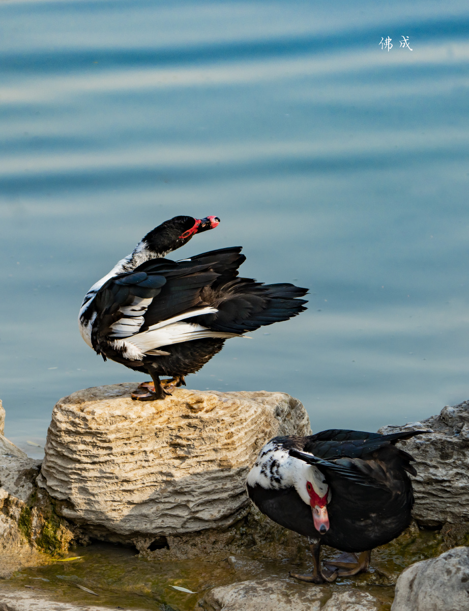 《疣鼻栖鸭》 - 佛成lbl - 图虫
