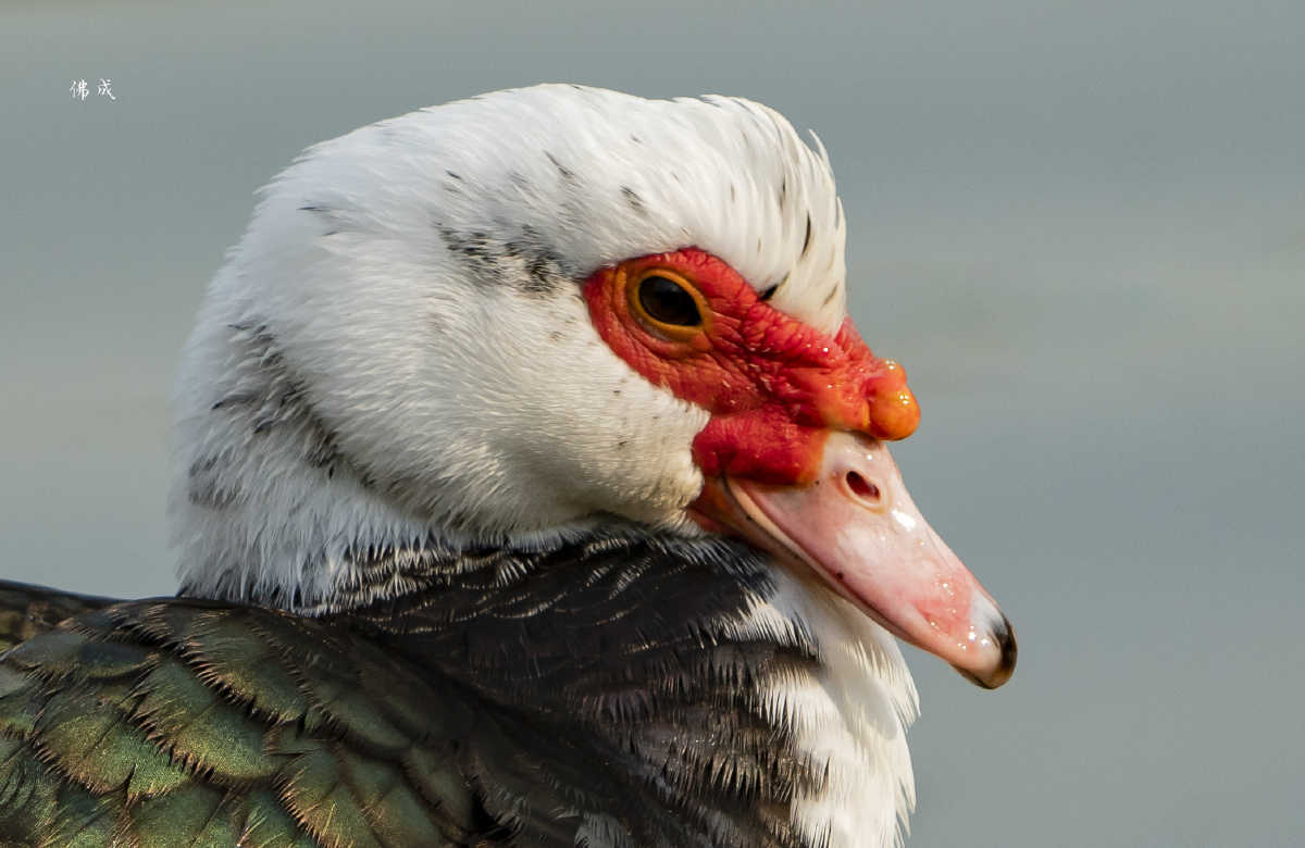 点赞是美德,打赏是鼓励打赏还没有人打赏,快来当第一个打赏的人吧