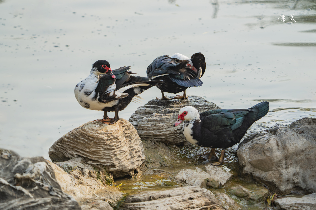 《疣鼻栖鸭》 - 佛成lbl - 图虫