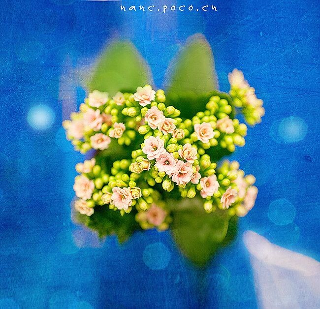 NanC's-0215<br />
