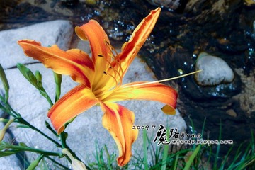 彼岸花