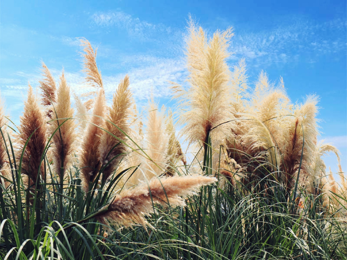 蓝天白云下的芦苇在微风中摇曳着像一个个婀娜多姿的少女在翩翩起舞