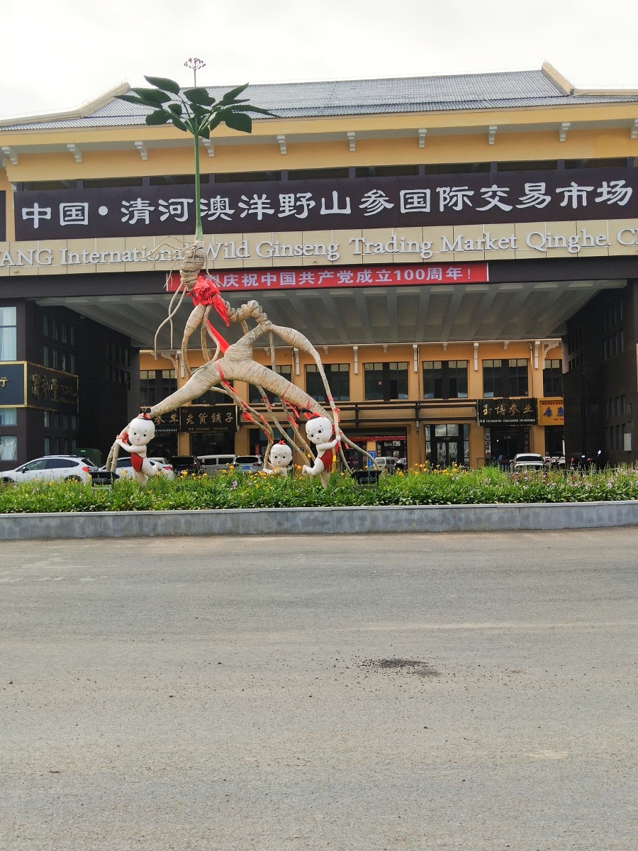 全国最大野山参交易市场通化市集安市清河镇