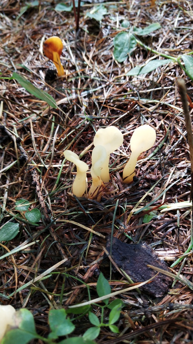 松树林里漂亮的蘑菇不能食用的
