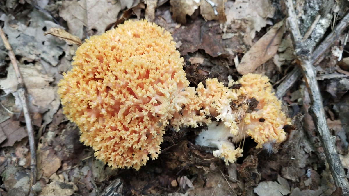 蘑菇扫帚蘑菇可以食用的味道十分鲜美