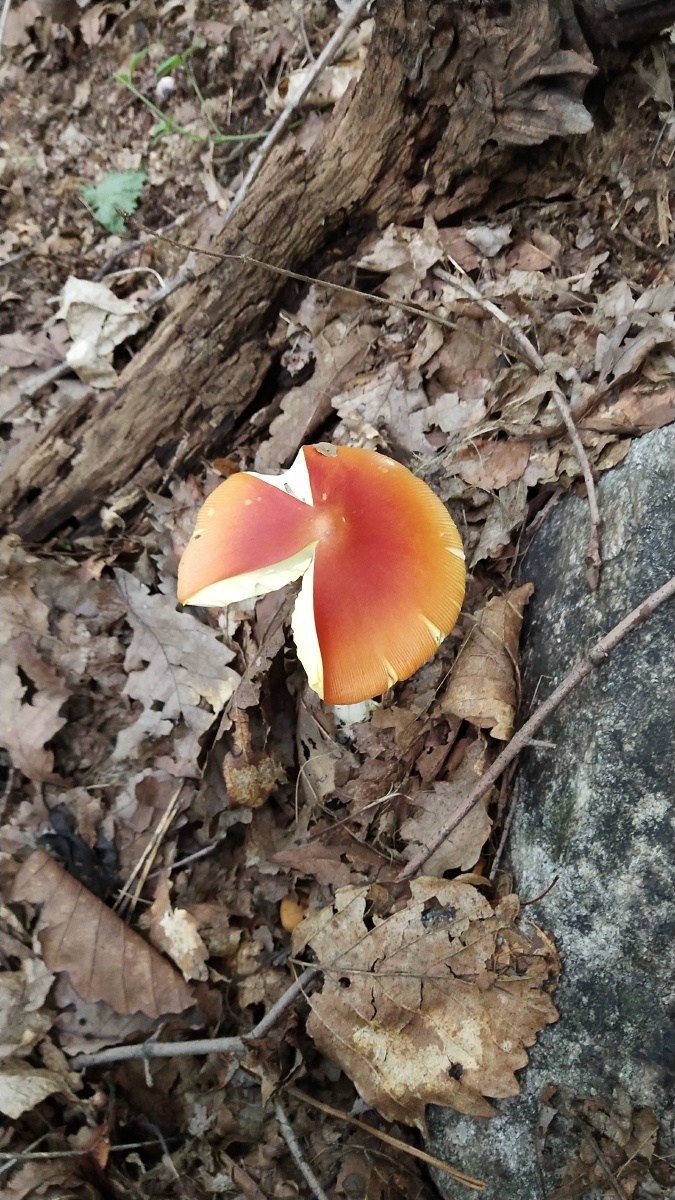 鸡蛋黄蘑菇可以食用的而且味道特别鲜美