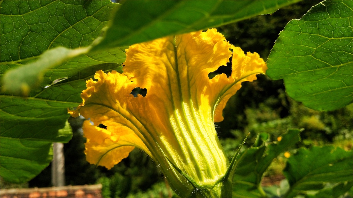 玉瓜俗称面瓜可以做菜蒸馒头