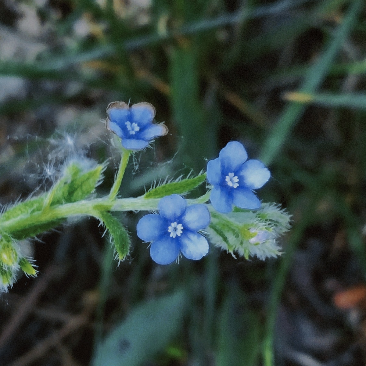 盾果草一年生草本茎一至数条直立或斜升常从基部分枝有基生叶或果期