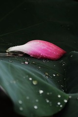 荷