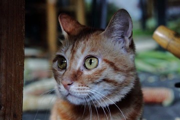 猫
