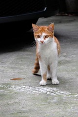 野猫小黄