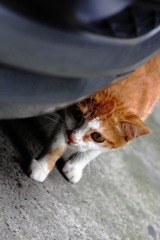 野猫小黄