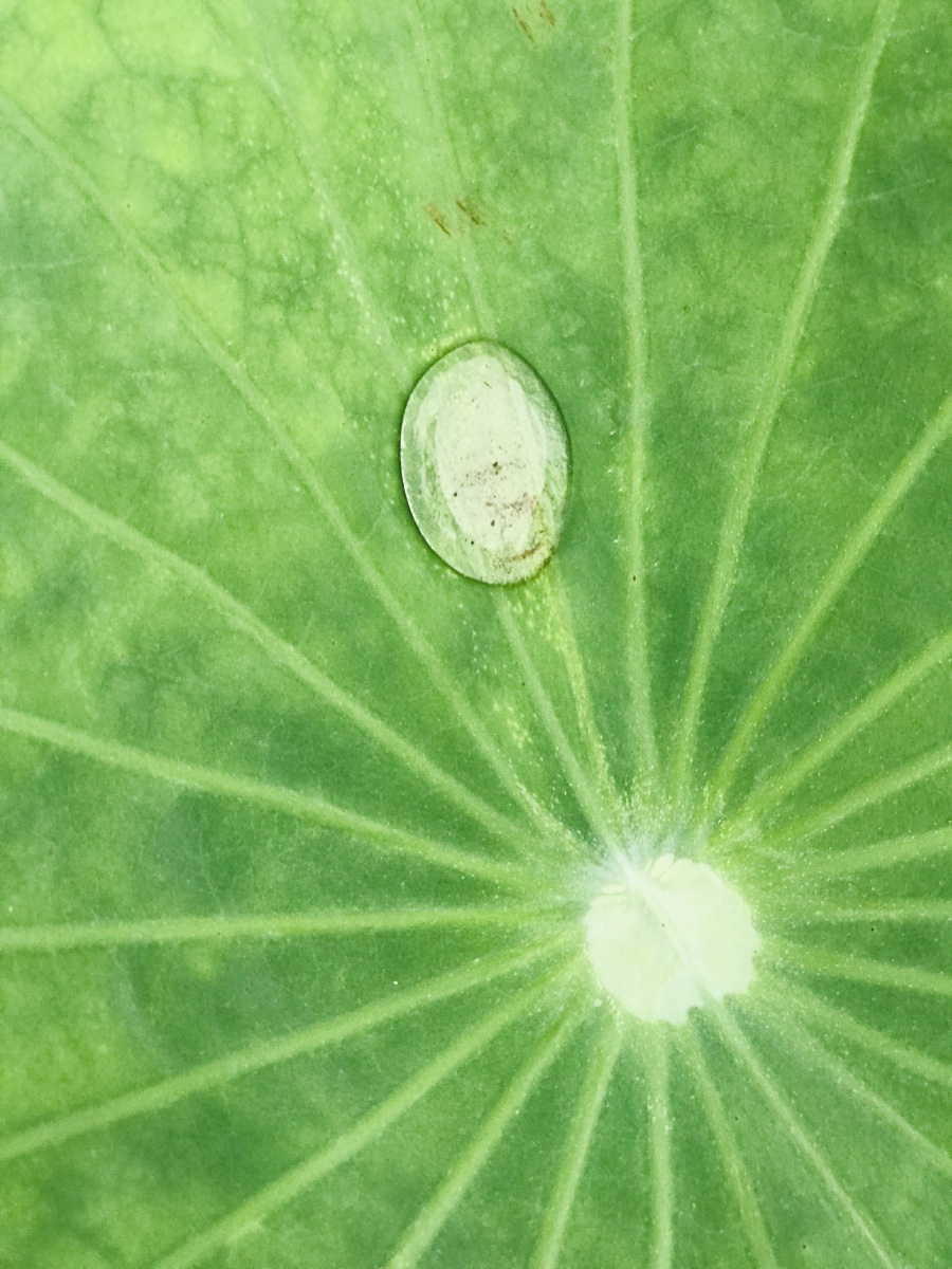 露水在荷叶上凝成一颗水珠,让人忍不住想摸一下