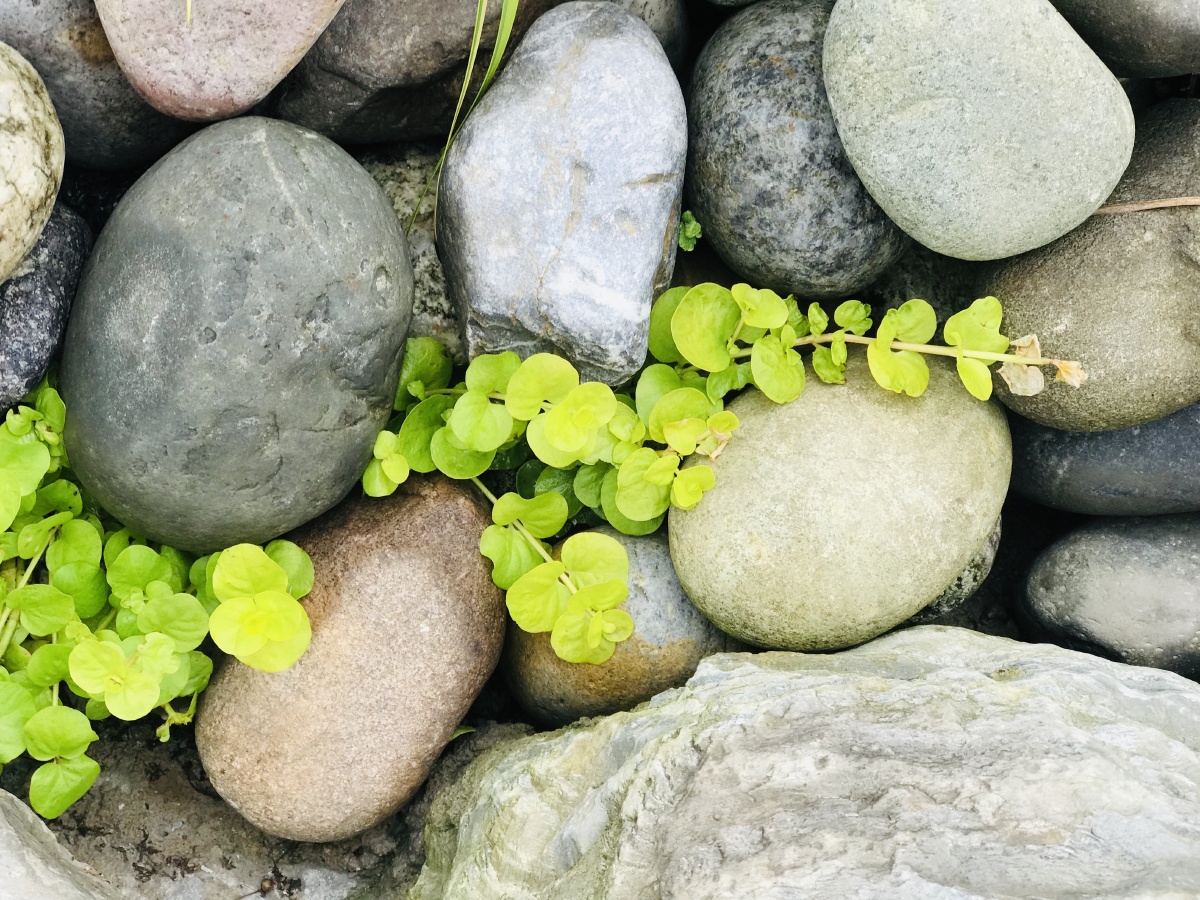 小清新 br /> 不知名的植物顽强的钻出石头,鲜嫩的颜色给石头上了妆