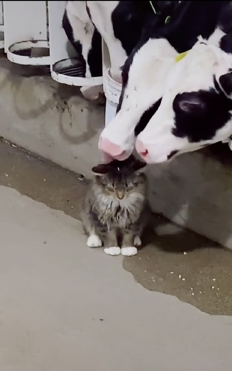 小奶猫与小奶牛