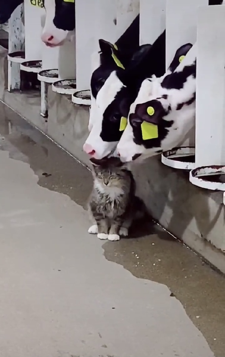 小奶猫与小奶牛