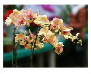 IMG_2358_conew2.jpg