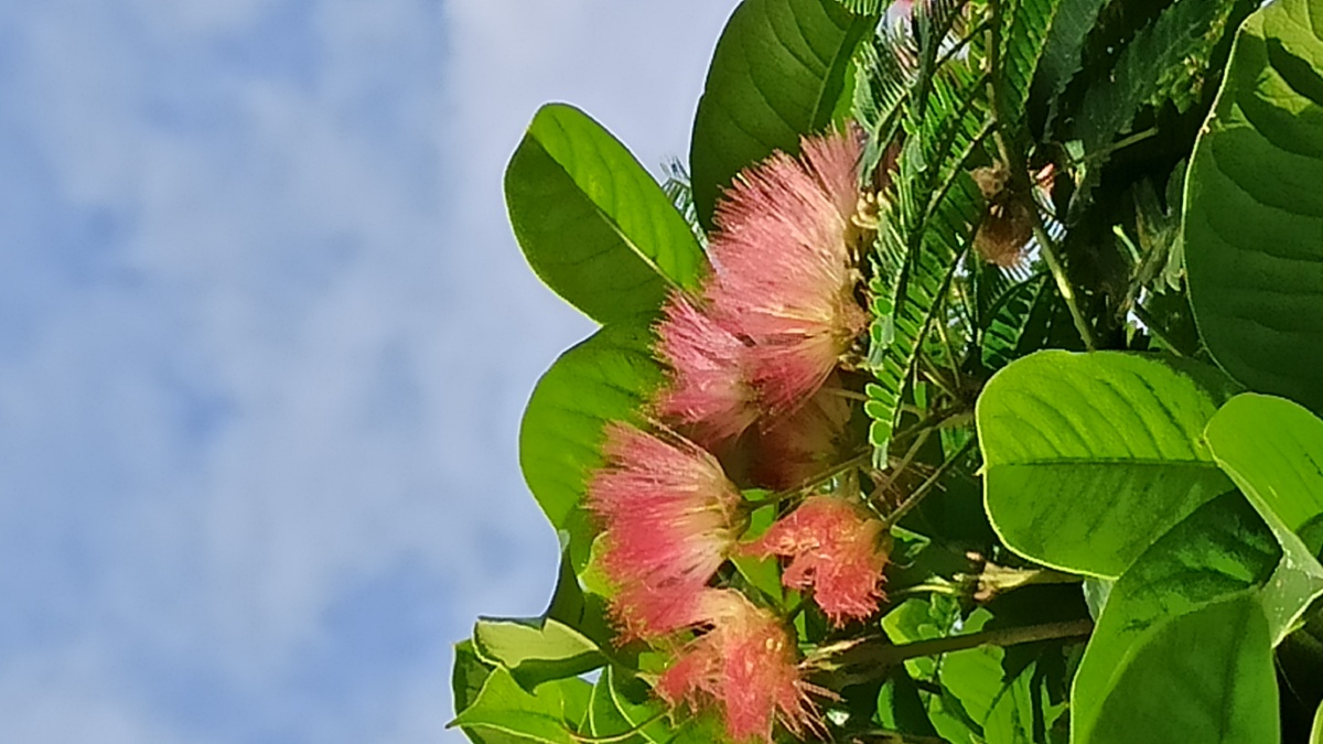合欢花 - 鸿雁yan - 图虫