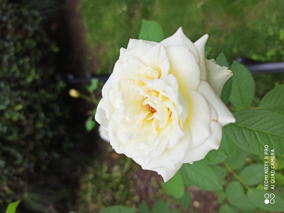 白色月季花