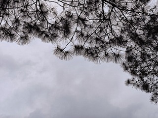 1000011386