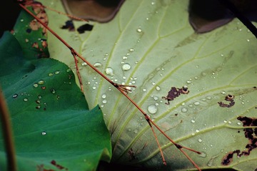 IMG_0512.JPG
