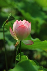 IMG_0092.JPG