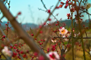 SDIM1081