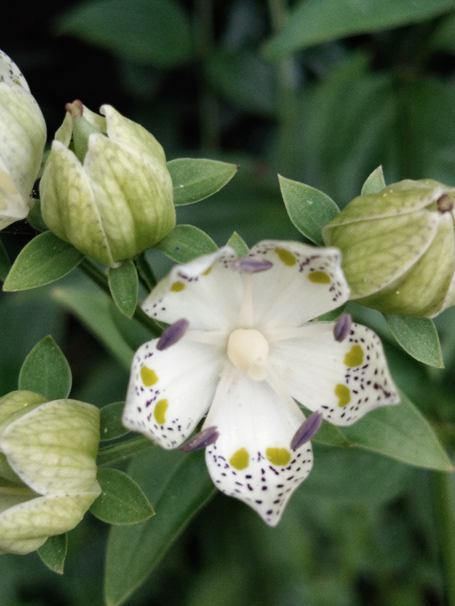 家乡云南省临沧市凤庆县野花