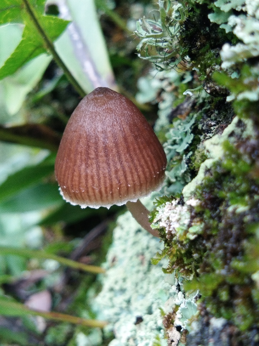 云南省临沧市凤庆县野外拍摄野生蘑菇